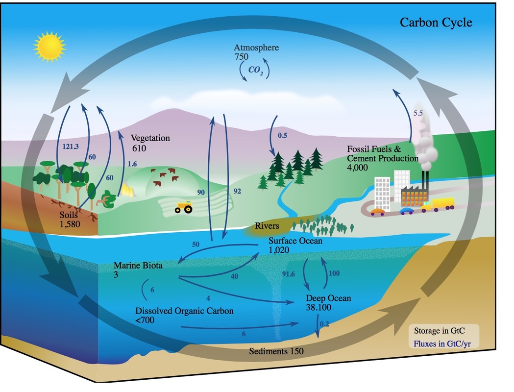 carbon cycle worksheet